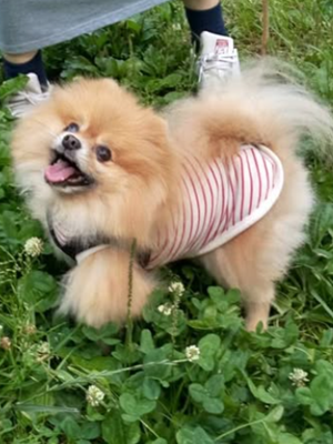 Dog Shelter | 〔2501P03〕ポメラニアン オス 推定5歳 体重2.34kg